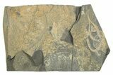 Two Ordovician Brittle Stars (Ophiura) - Morocco #312534-1